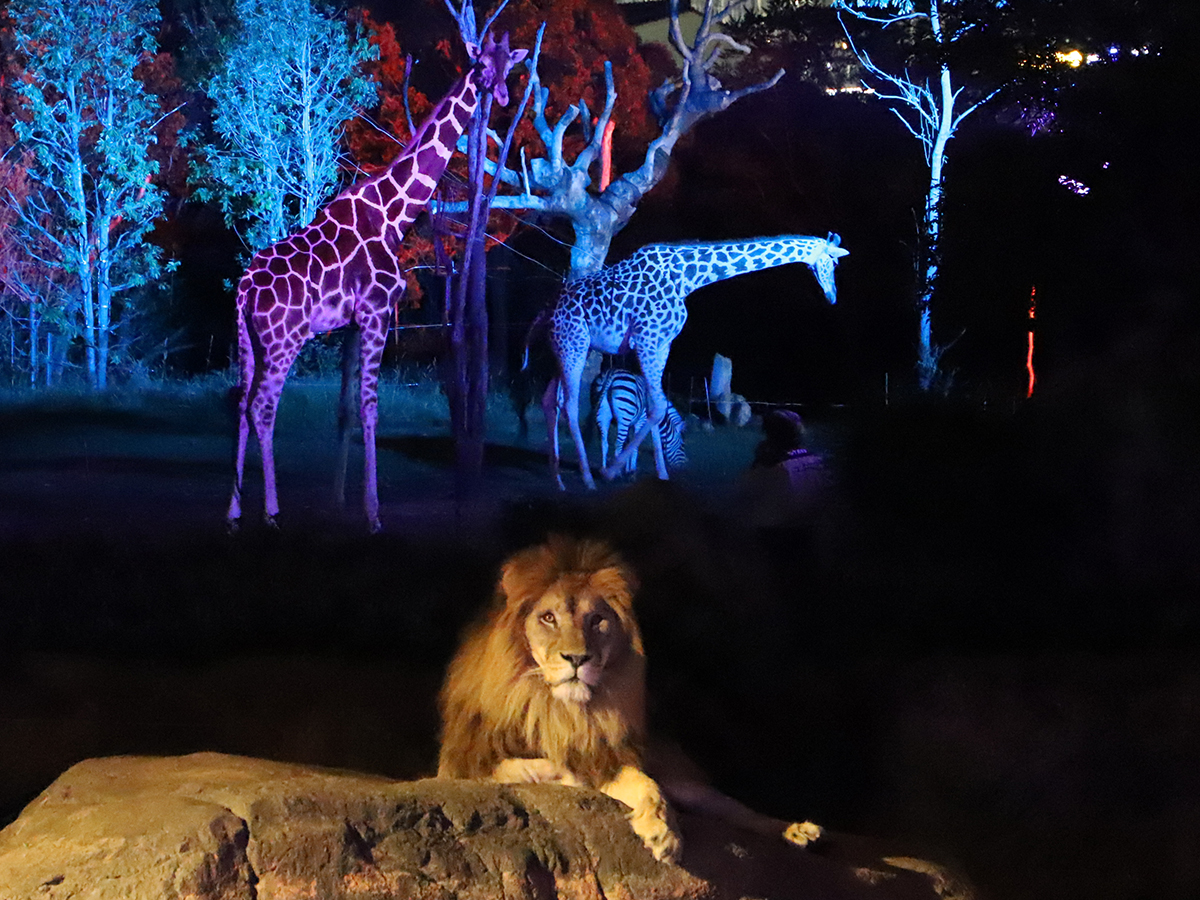 天王寺動物園で秋のナイトzoo ハロウィンナイトzoo 開催へ Osaka Style