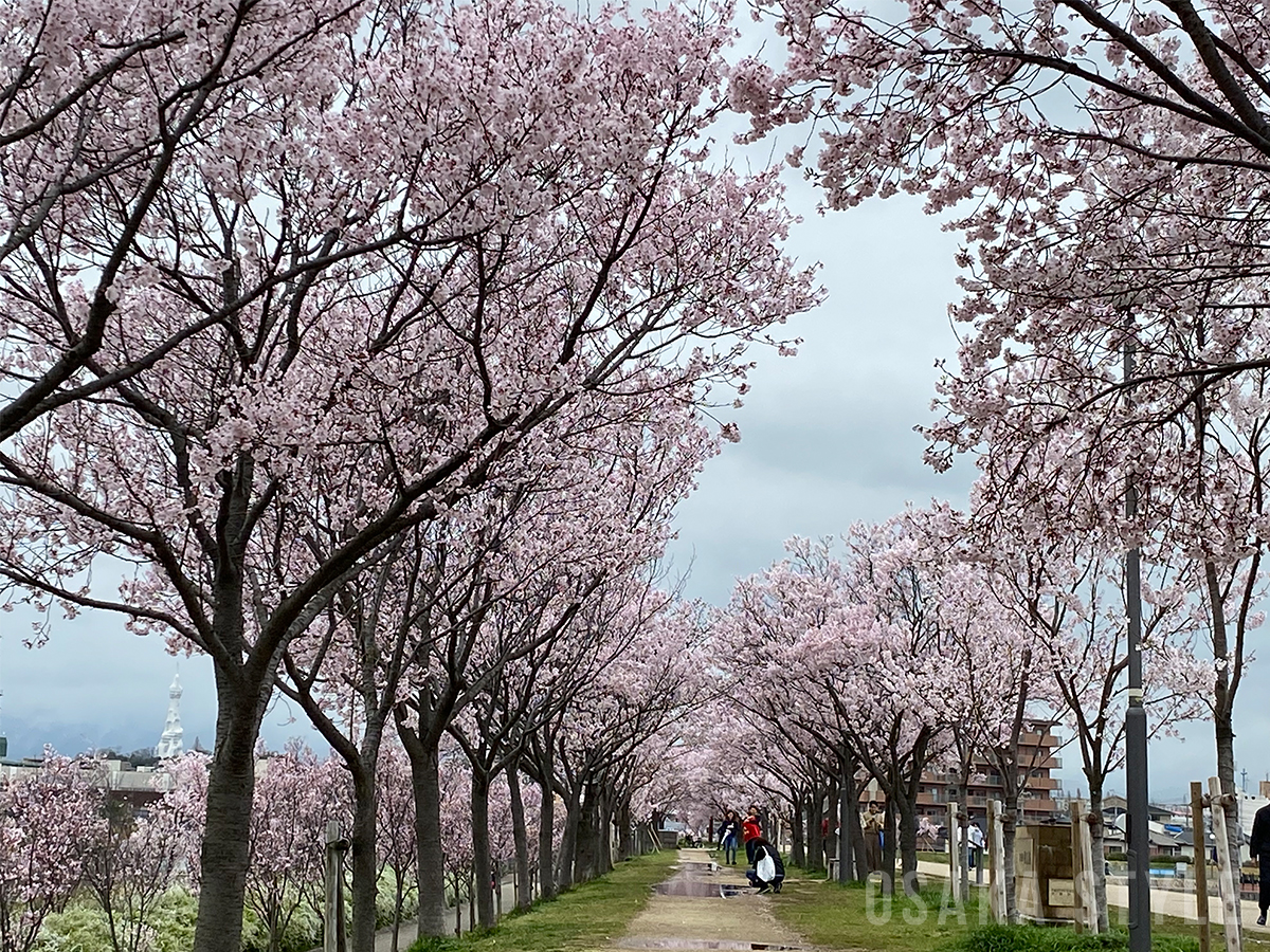 狭山池公園の桜 Osaka Style