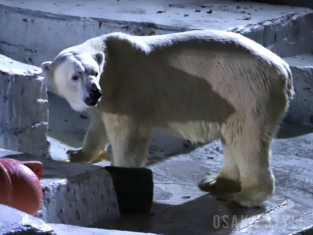 動画 天王寺動物園 夏のナイトzoo をライブ配信 Osaka Style