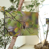高円宮妃久子殿下写真展「遊風の鳥たち」