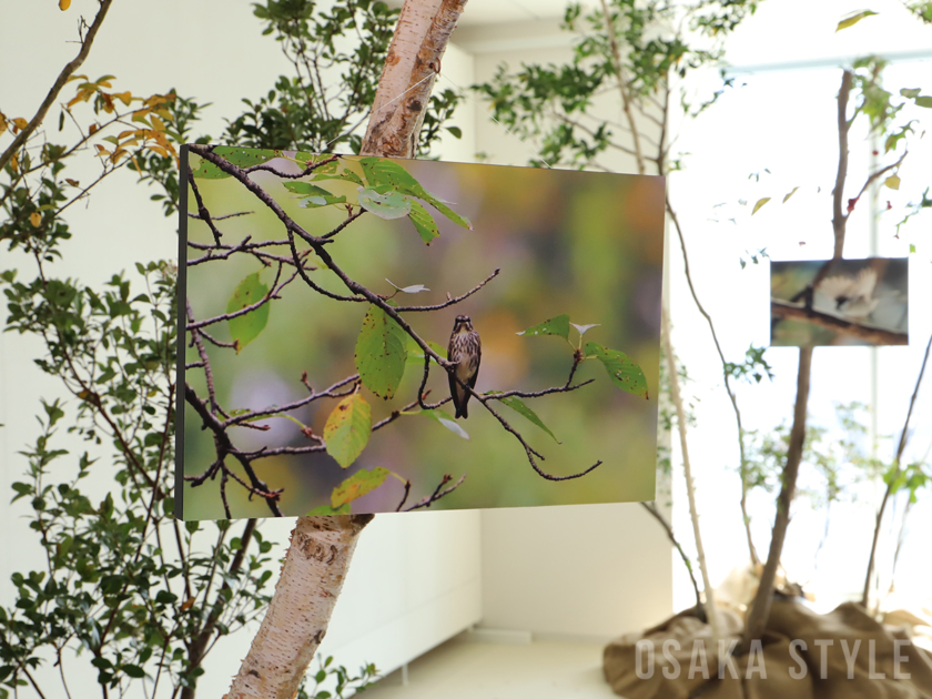 高円宮妃久子殿下写真展「遊風の鳥たち」