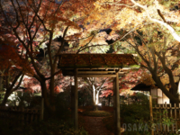万博記念公園　紅葉まつり」日本庭園の夜間ライトアップ