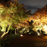 「万博記念公園　紅葉まつり」日本庭園の夜間ライトアップ