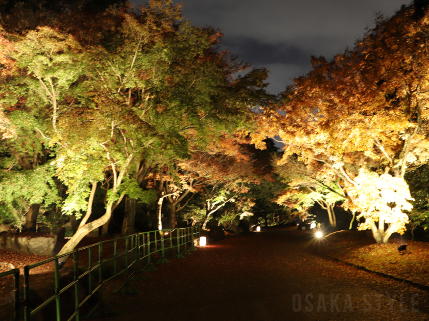 「万博記念公園　紅葉まつり」日本庭園の夜間ライトアップ