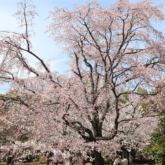 大阪城公園 西の丸庭園の桜