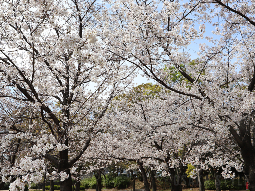 、大阪城公園 西の丸庭園の桜