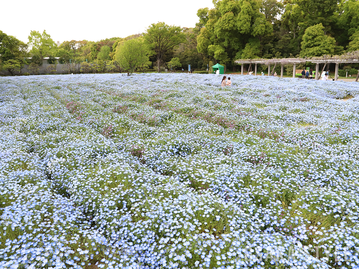 動画 長居植物園で ネモフィラフェア 2万株が見頃に Osaka Style