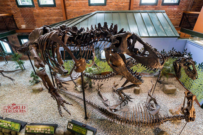 ティラノサウルス全身復元骨格 （愛称：アイヴァン アメリカでの展示風景