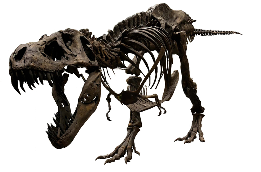 ティラノサウルス 全身復元骨格（愛称：スタン）
