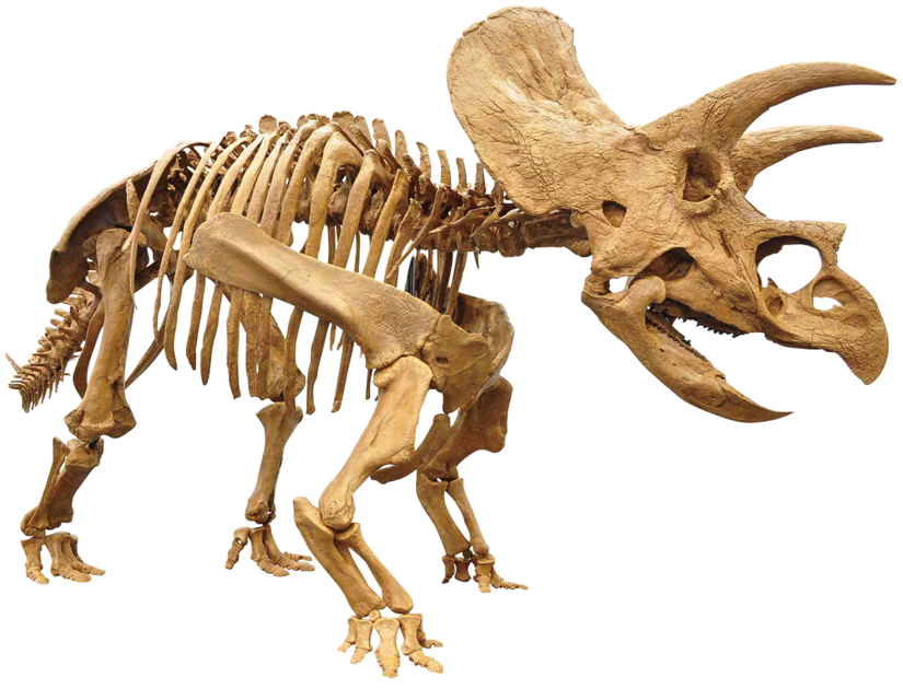 トリケラトプス 全身復元骨格