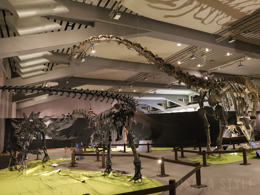 ティラノサウルス展T. rex 驚異の肉食恐竜～