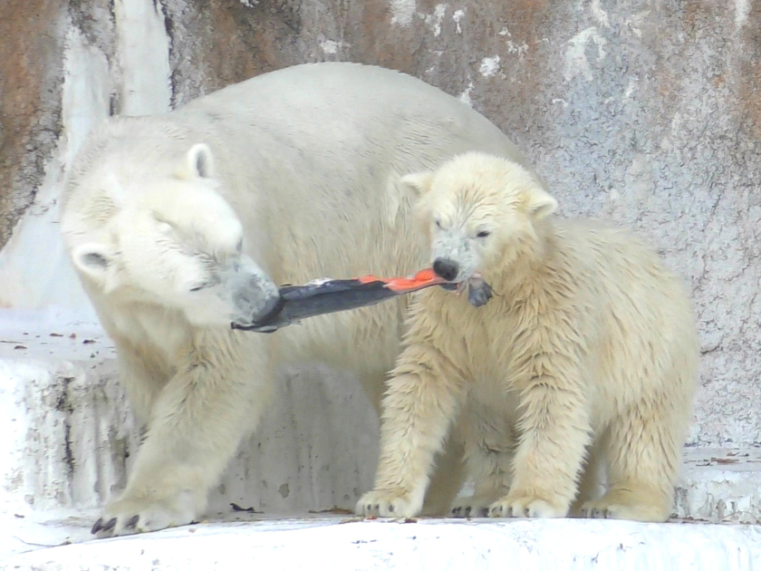 ホッキョクグマのイッちゃんとホウちゃん