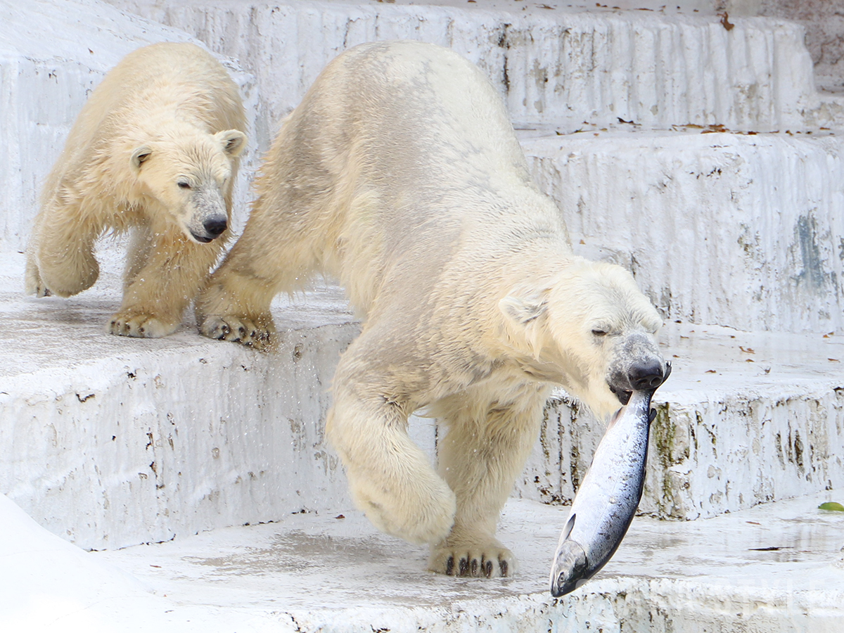 動画】ホッキョクグマに魚プレゼントで親子バトル 天王寺動物園