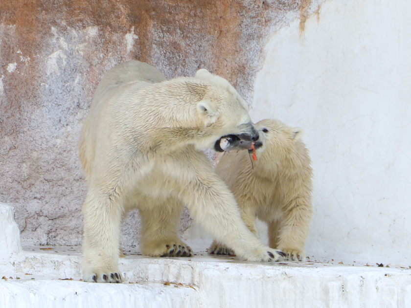 天王寺動物園のホッキョクグマ