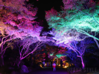 万博記念公園で日本庭園ライトアップ
