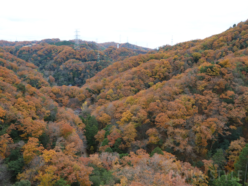 ほしだ園地の紅葉