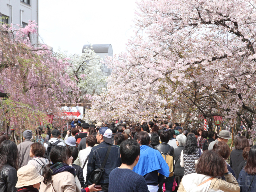 造幣局 桜の通り抜け - 旧貨幣