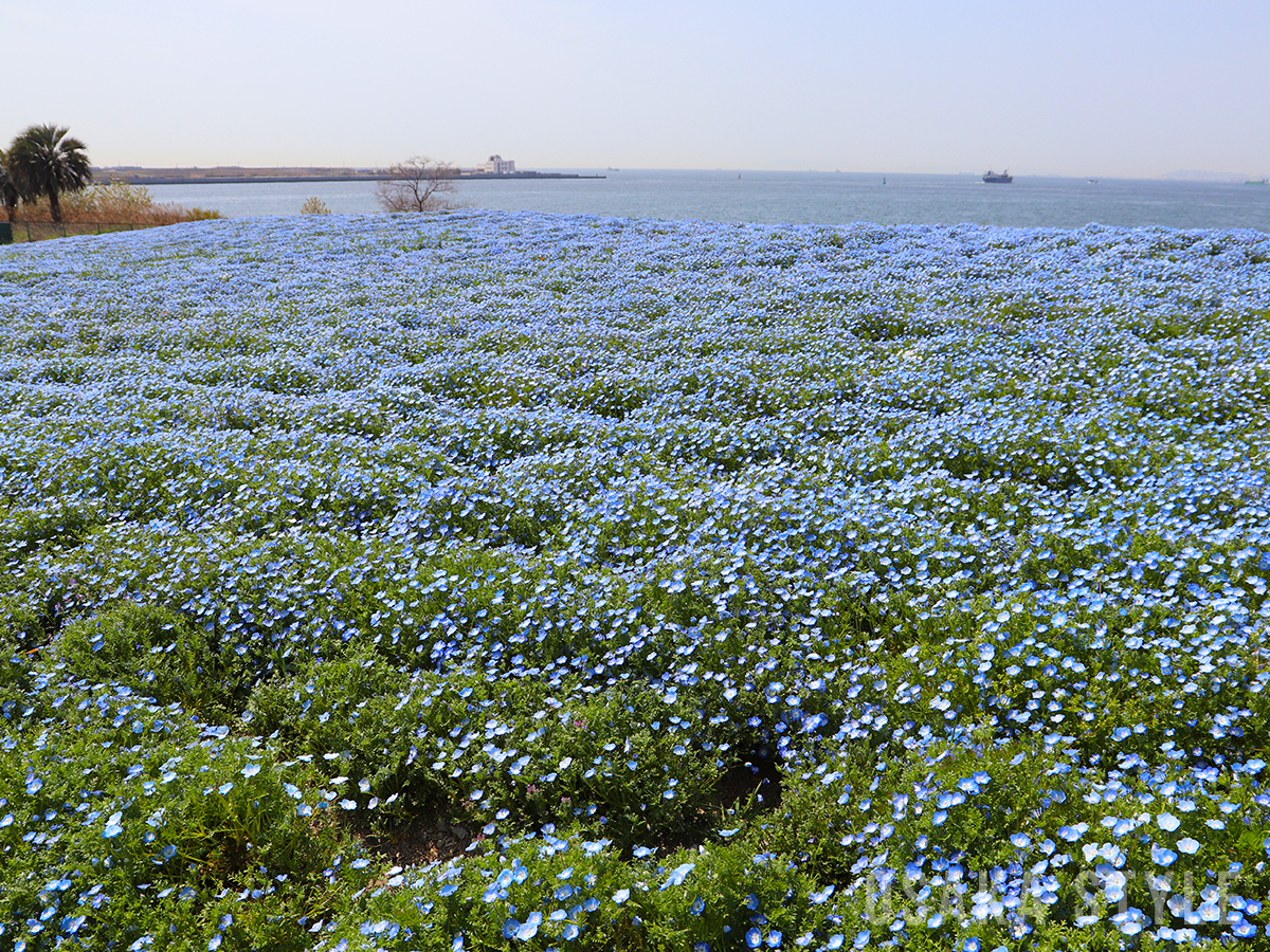 動画 大阪 舞洲で ネモフィラ祭り 100万株の青い花 Osaka Style