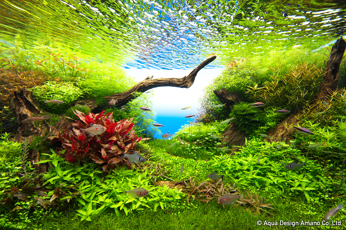 大阪で「ネイチャーアクアリウム展」開催へ 自然の美しさと生態系の