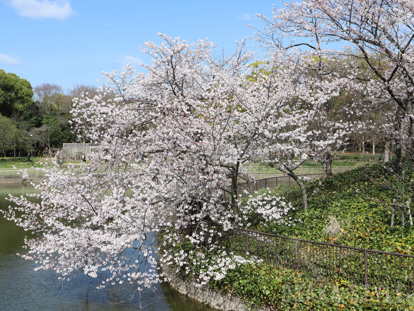 長居植物園の桜