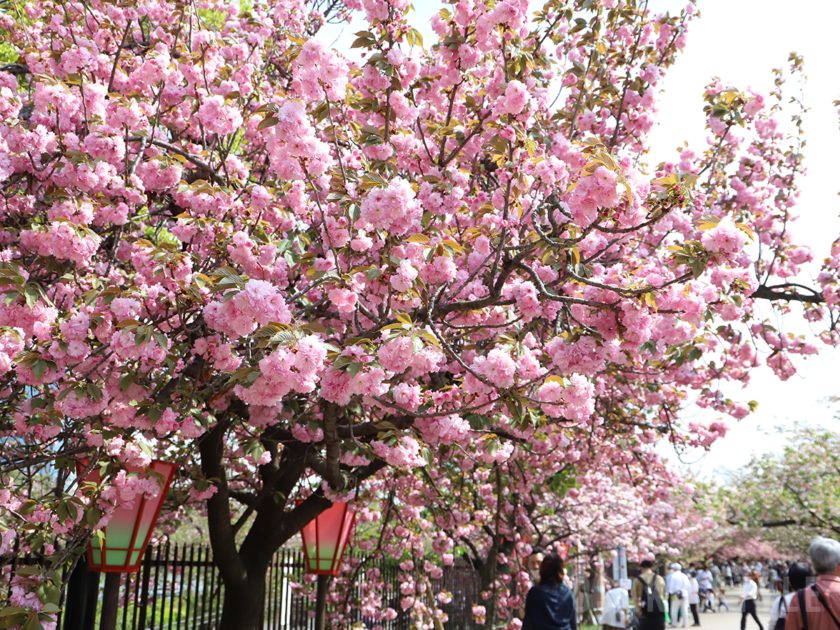 造幣局 桜の通り抜け