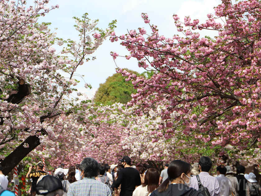 造幣局 桜の通り抜け – OSAKA STYLE