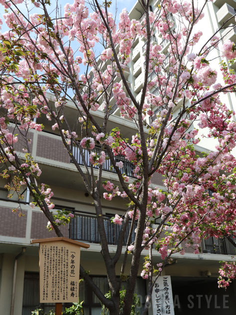 桜の通り抜け　今年の花「福禄寿」
