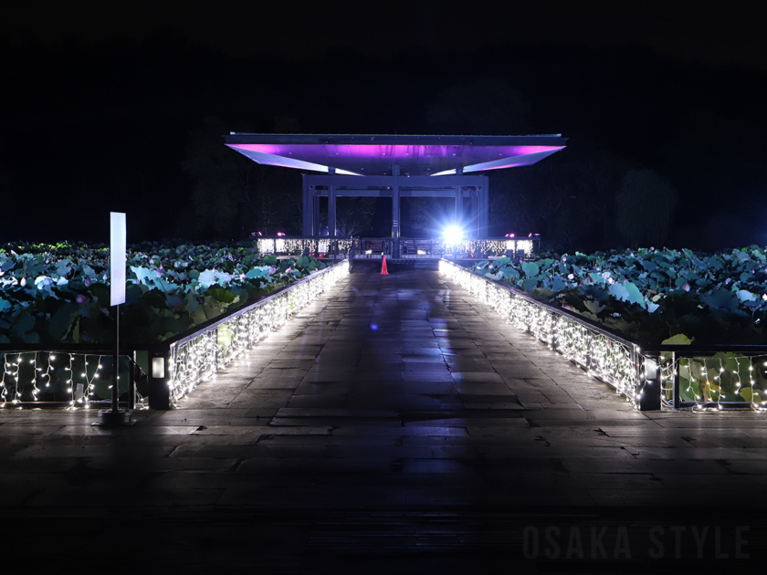 日本庭園のはす池