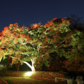 万博記念公園 紅葉まつり　日本庭園夜間ライトアップ ～MOMIJI Night Forest～