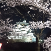 西の丸庭園 観桜ナイター