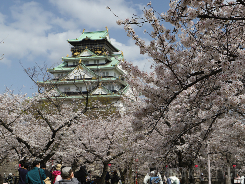 大阪城西の丸庭園の桜