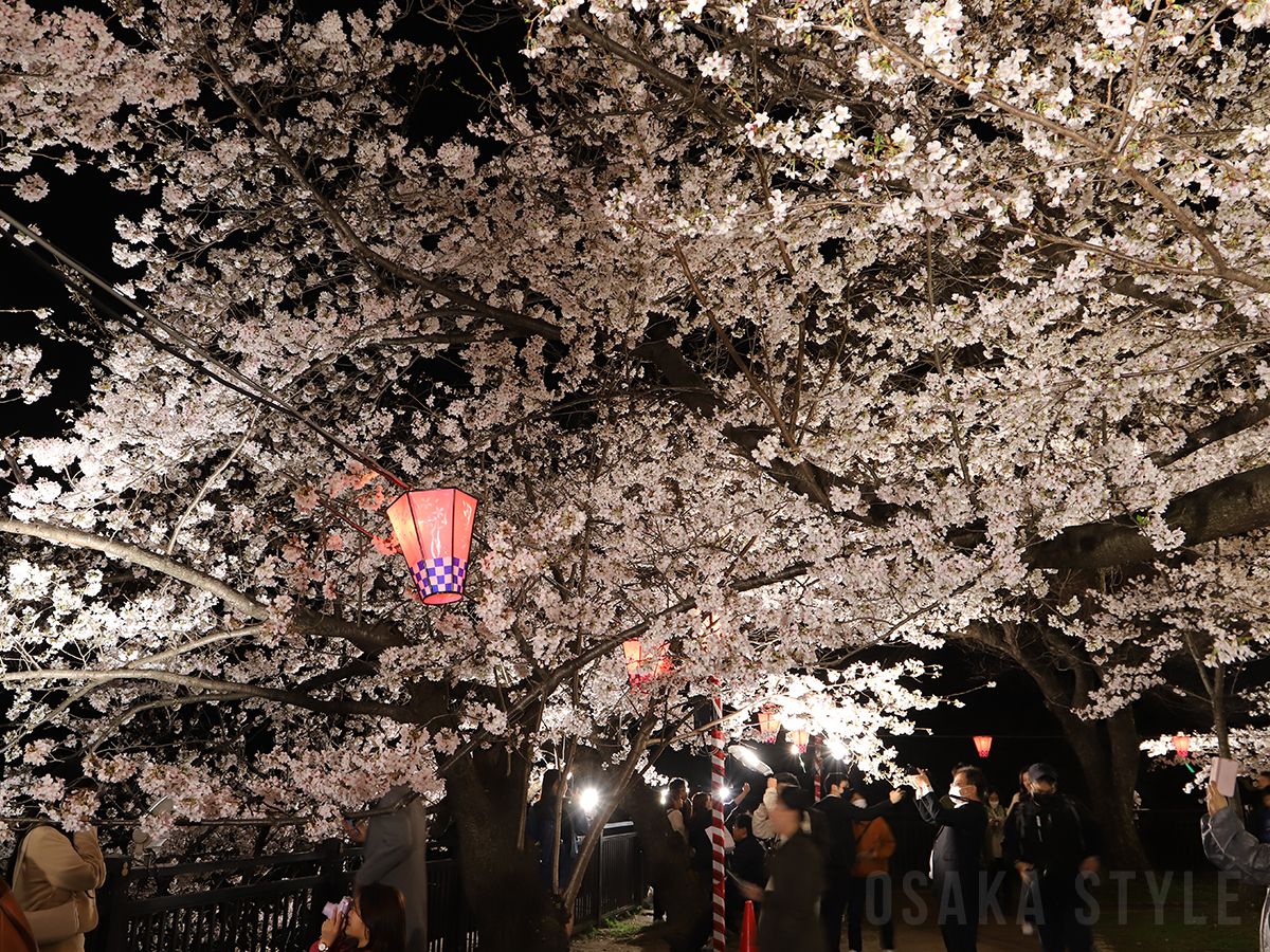 大阪城西の丸庭園で「観桜ナイター」