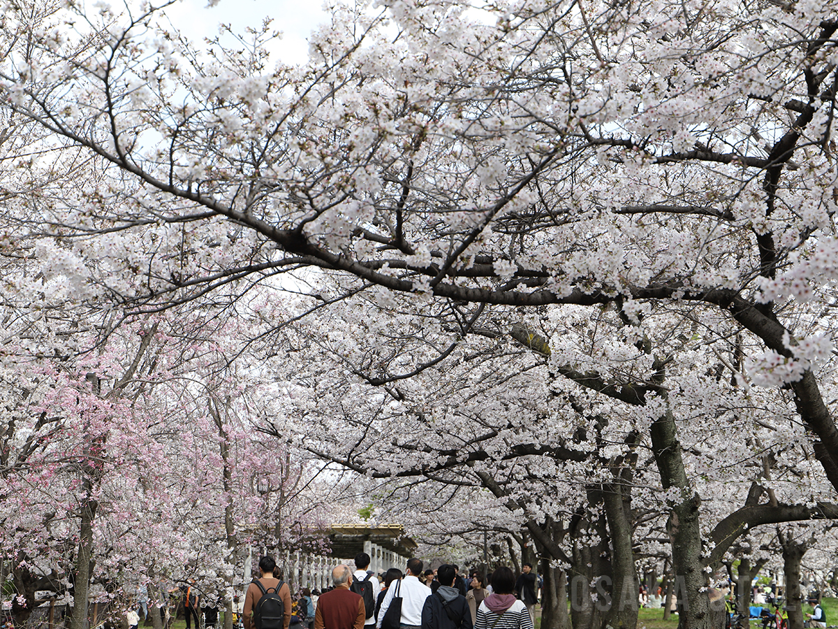 大阪城公園に多くの花見客