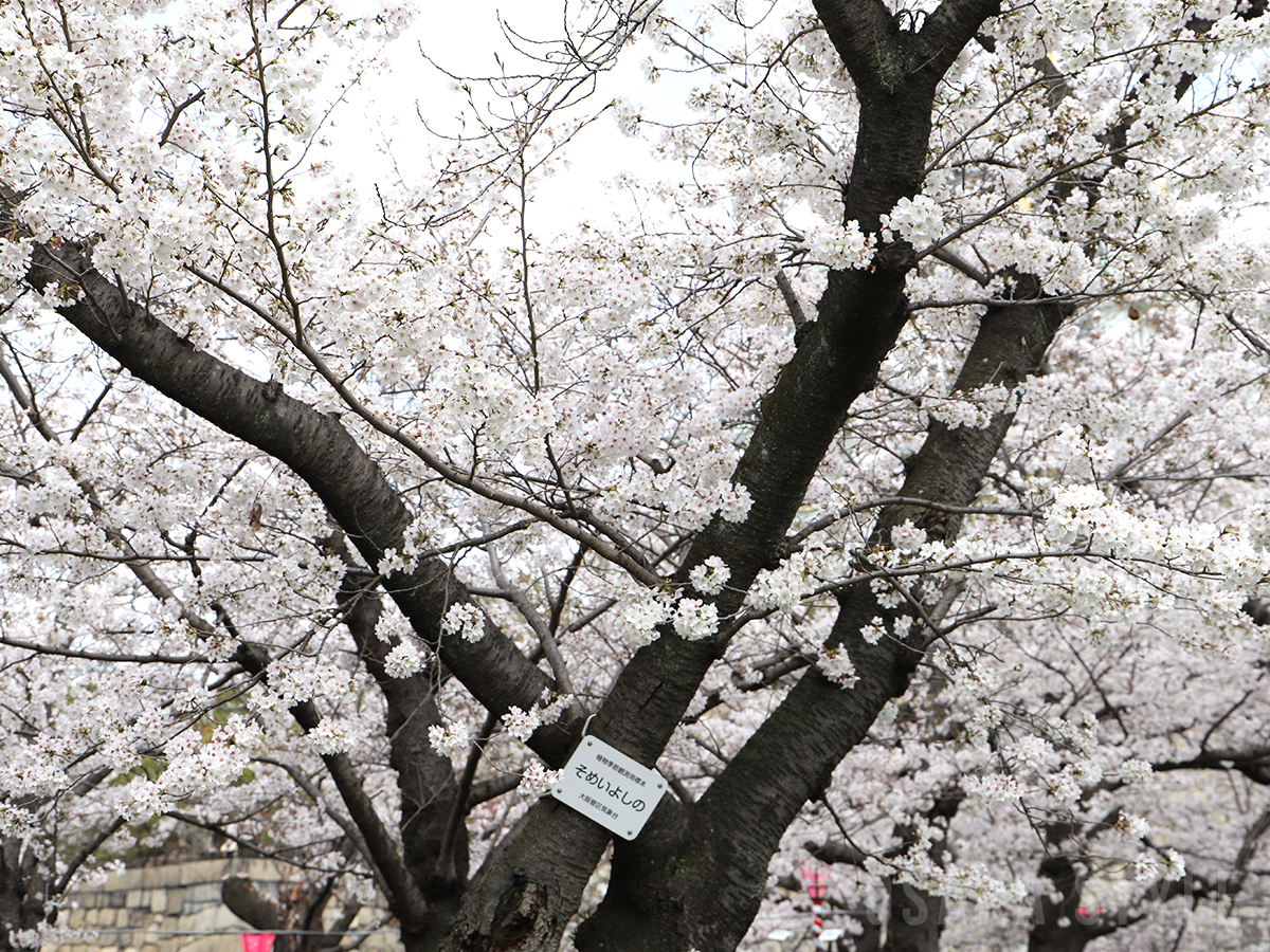 大阪城西の丸庭園 桜の標本木