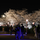 大阪城西の丸庭園で「観桜ナイター」
