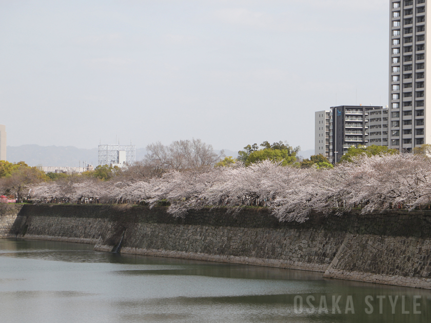 大阪城公園の桜