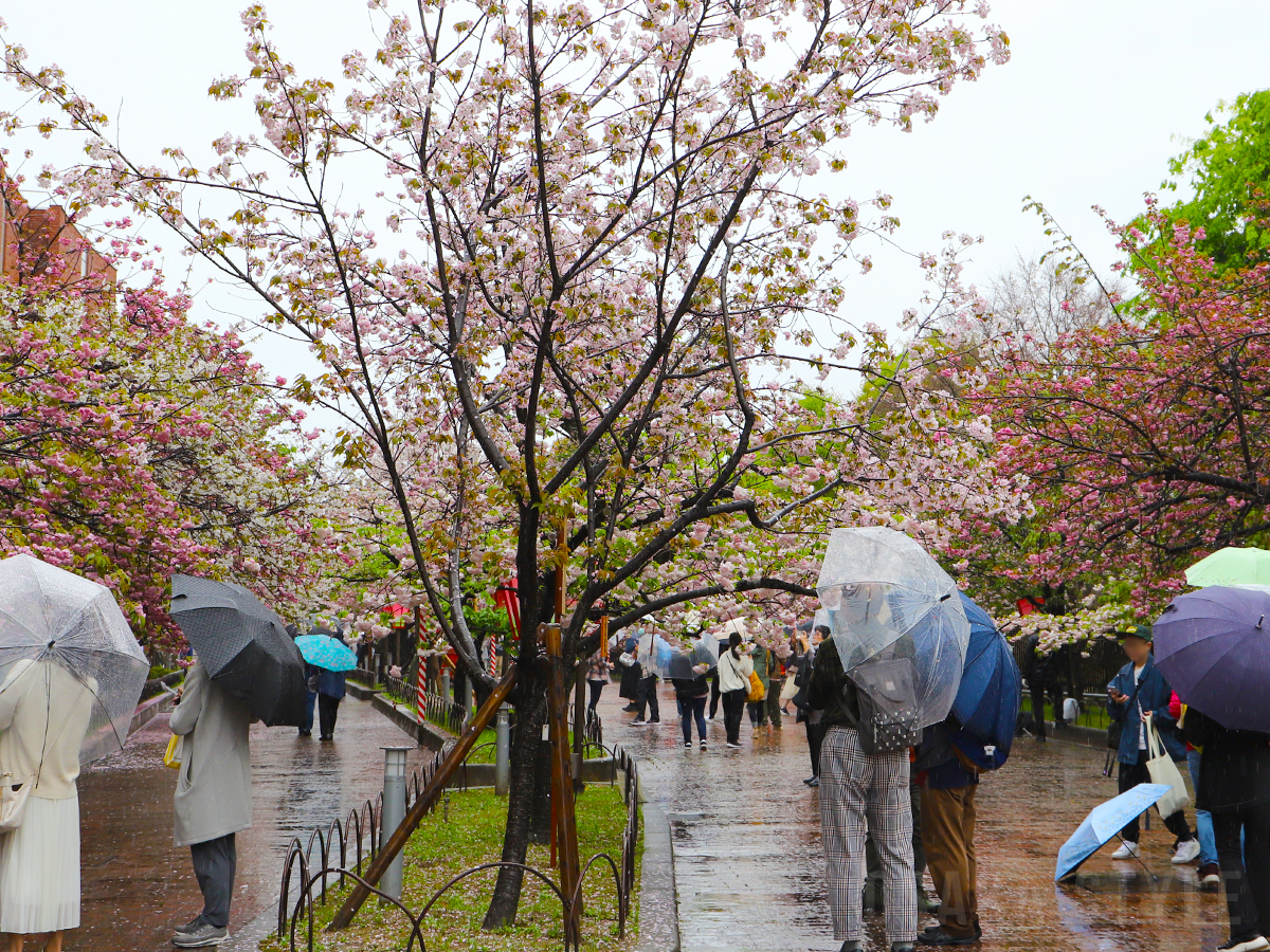 今年の桜は140品種339本