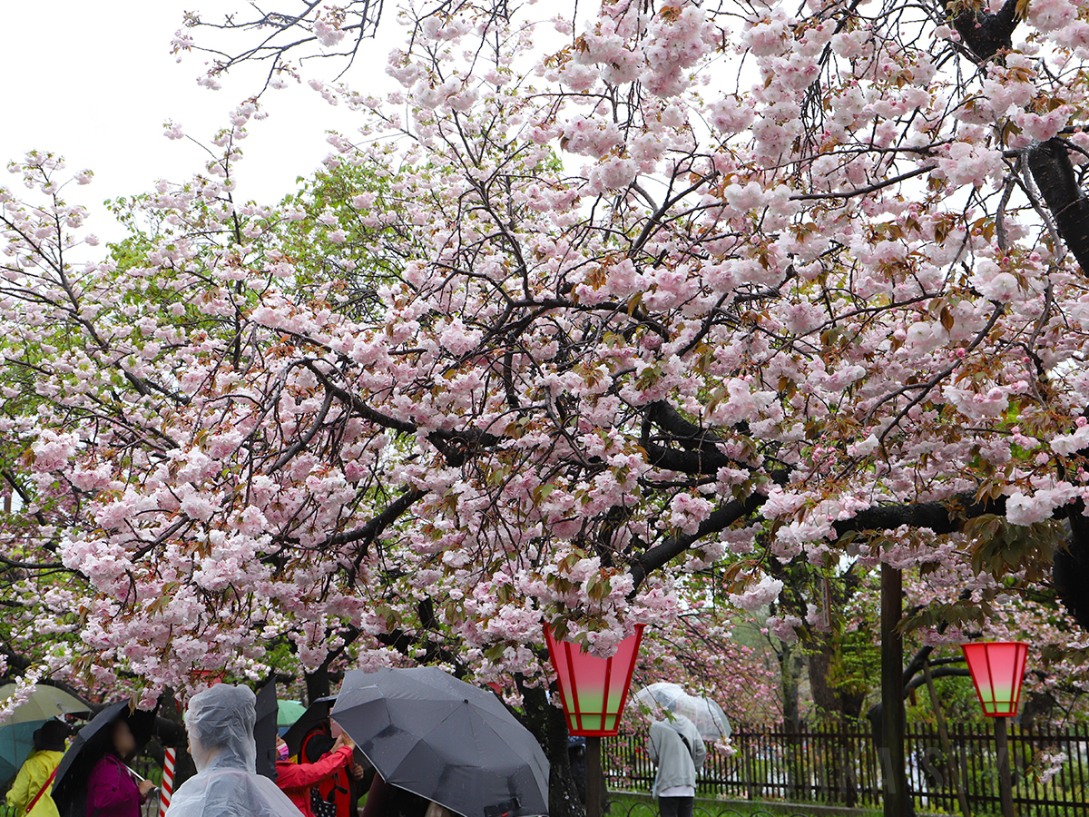 大阪の春の風物詩「桜の通り抜け」