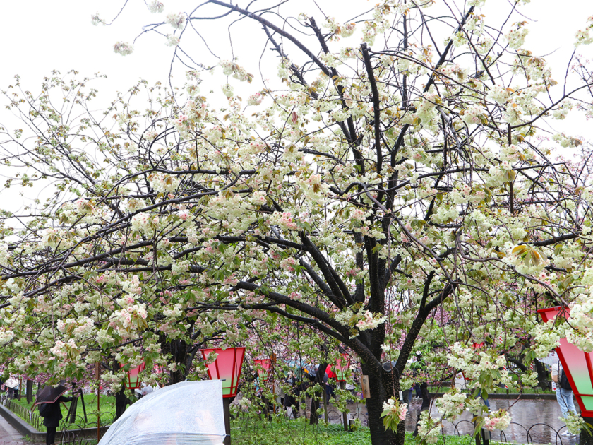 造幣局桜の通り抜け