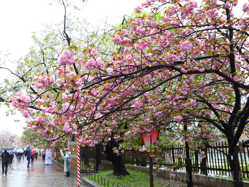 造幣局桜の通り抜け