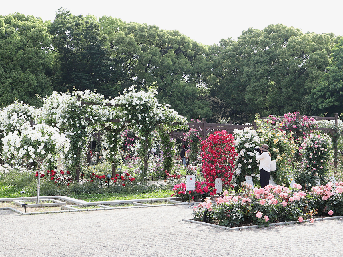 長居植物園バラ園の「バラの回廊」