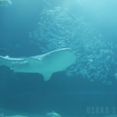 海遊館