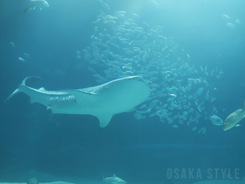 海遊館