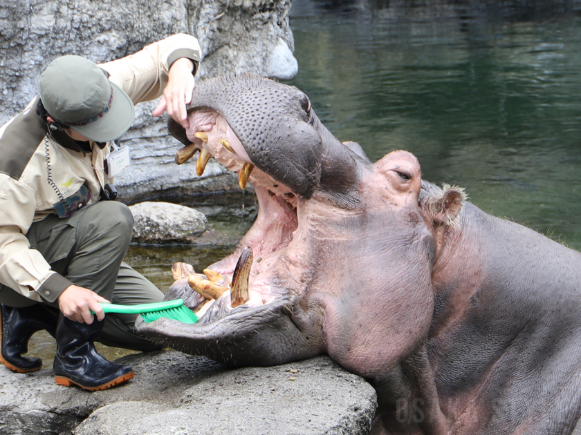 天王寺動物園で「カバのテツオ君と歯みがき教室」