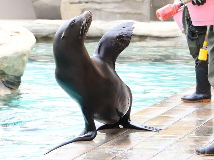 天王寺動物園のアシカ