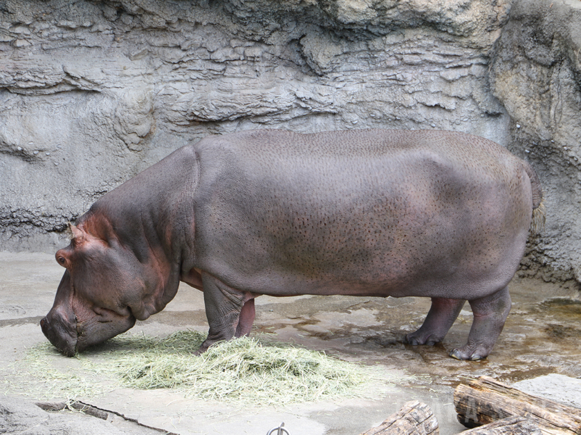 天王寺動物園のカバ テツオ