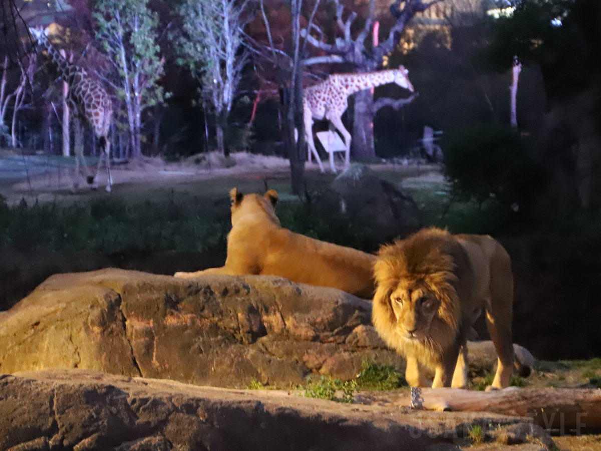 天王寺動物園営業日カレンダー – 天王寺動物園 年間パスポート – YEGAE