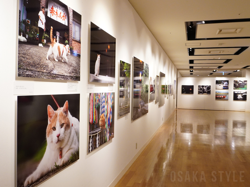 阪急うめだ本店で「写真展 岩合光昭の日本のねこ歩き」