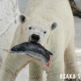 ホッキョクグマに魚プレゼント