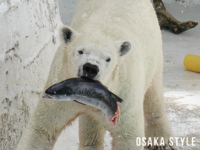 ホッキョクグマに魚プレゼント